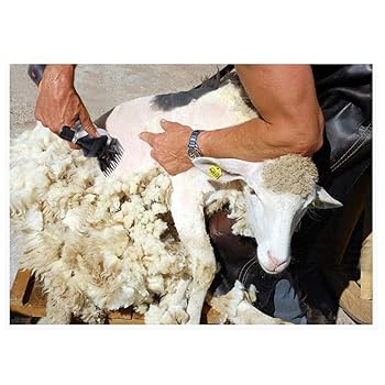 tondeuse-électrique-à-moutons-850W